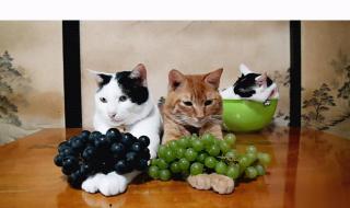 猫吃什么水果